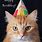 Happy Birthday From the Cat Card