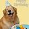 Happy Birthday Wishes Dog