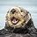 Happy Otter