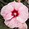 Hardy Hibiscus Perennial