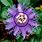 Hardy Passion Flower