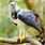 Harpy Eagle Animal