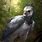 Harpy Eagle Painting