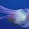 Hawaiian Jellyfish