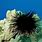 Hawaiian Sea Urchin