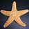 Hawaiian Starfish