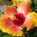 Hawaiian Sunset Hibiscus