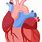 Heart Anatomy Clip Art