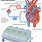 Heart-Lung Machine Pump