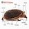 Hedgehog Anatomy