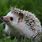Hedgehog Environment