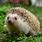 Hedgehog Photos Free