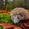 Hedgehog in Woodland