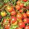 Heirloom Grape Tomatoes