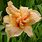 Hemerocallis Double Dream