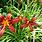 Hemerocallis Plants