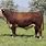 Hereford Cattle Bulls