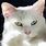 Heterochromia Iridum Cat