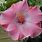 Hibiscus Silver Rose
