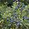 Highbush Blueberry Plants