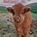 Highland Cow Baby Girl