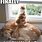 Hilarious Cat and Dog Memes