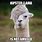 Hipster Llama Meme