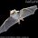 Honduran White Bat Flying