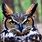 Horned Owl Head