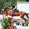 Horse Jumping Position