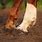 Horse Leg Injuries