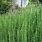 Horsetail Reed Plant