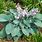 Hosta Fragrant Blue