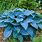 Hosta Types