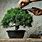How to Grow Bonsai Tree