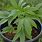 How to Grow Marijuana Plants