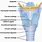 Human Anatomy Larynx
