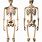 Human Body with Skeleton