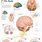 Human Brain Anatomy Chart