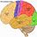 Human Brain Cerebral Cortex