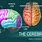Human Brain Cerebrum