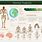 Human Evolution Infographic