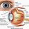 Human Eye Anatomy Retina