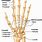 Human Hand Skeleton Diagram