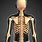 Human Skeleton Back View