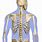Human Skeleton Diagram Back