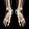 Human Skeleton Feet