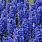 Hyacinth Blue Star