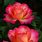 Hybrid Tea Rose Garden