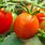 Hybrid Tomato Varieties